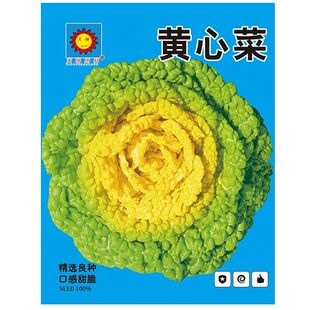 黄心乌菜种种子种籽乌塌菜雪里金花青菜蔬菜孑白菜黑菜乌塔菜菜籽