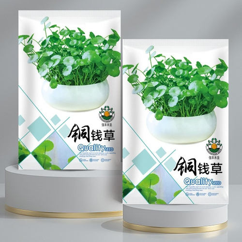 铜钱草种子水培植物室内好养鱼缸水草专用水养金钱草花卉绿植盆栽