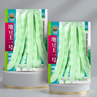新地豆王一号种子白不老豆角种子 无架四季豆 早熟抗病 宽荚白莲