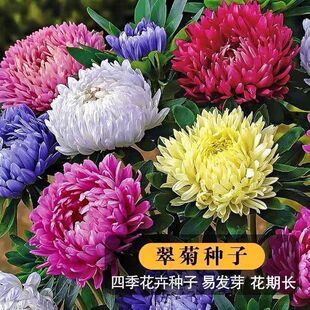 500粒翠菊种子菊花种籽庭院阳台盆栽易活四季开花室外花种籽子