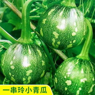 一串铃小青瓜种子早熟南瓜种籽嫩南瓜春秋阳台菜用大田蔬菜种籽