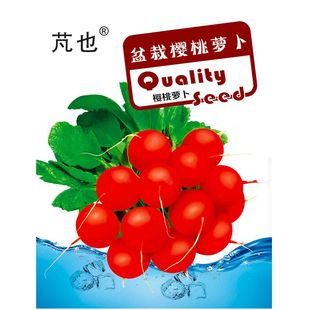 樱桃萝卜种子四季室内阳台蔬菜种子阳台盆栽蔬菜种籽水果小红萝卜