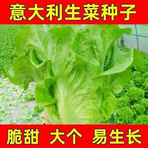 生菜意大利全年生菜王种子