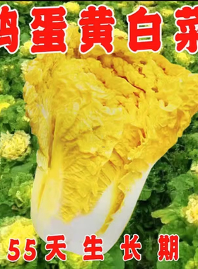 鸡蛋黄色大白菜种狮头种子籽黄心黄芯种子蔬菜青菜四季秋季孑大全