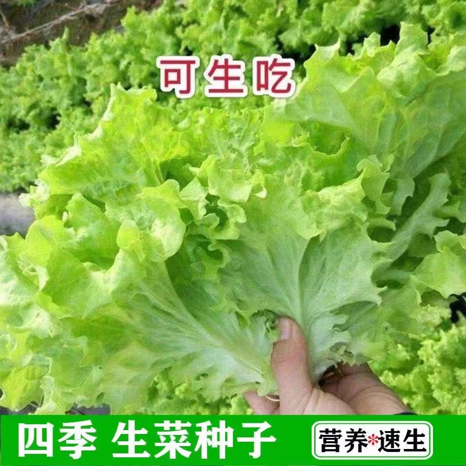 四季玻璃生菜种子种籽孑阳台种菜四季盆栽莱种春季沙拉蔬菜孑菜籽,鲜花速递/花卉仿真/绿植园艺,家庭园艺种子,淘宝优惠券,粉丝福利购,淘宝优惠卷