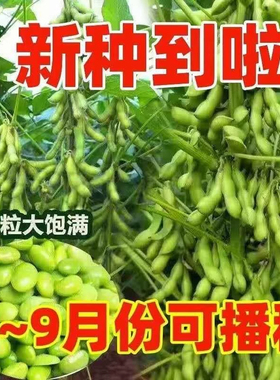 早熟绿色毛豆种子高产抗病耐热耐寒四季豆种籽农家春秋播蔬菜种孑