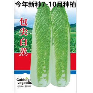 包尖白菜种子大白菜种籽河北玉田包尖大白菜种子秋冬蔬菜叶子菜种