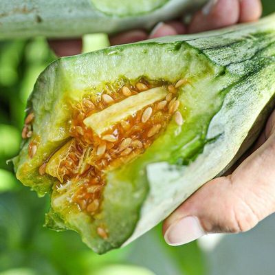 羊角蜜甜瓜种籽正宗山东羊角蜜超甜香瓜种孑脆香瓜种子阳台瓜水果