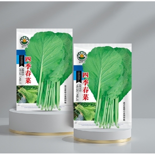四季春菜潮汕揭阳大叶甜春菜种子30天采收春芥菜种籽菜籽蔬菜种子