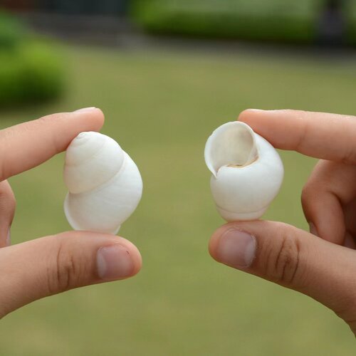 寄居蟹替换壳超小白色蜗牛壳