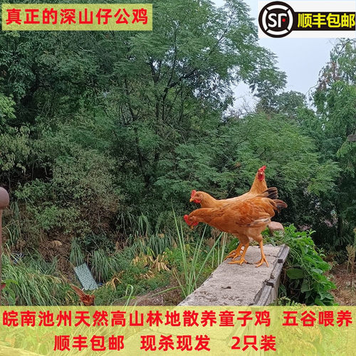 2只顺丰仔公鸡童子鸡深山散养