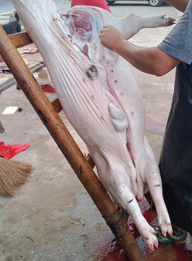 梅花肉土猪肉猪尾巴皖南黑猪顺丰