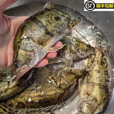 淡水花鳜桂鱼野鳜鱼鲜活现杀顺丰
