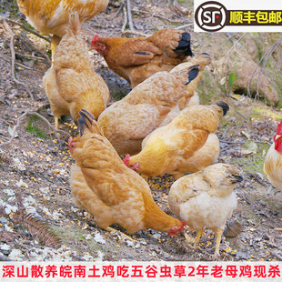 正宗皖南老土鸡深山吃虫草散养现杀2年老母鸡柴鸡跑山黄油草笨鸡