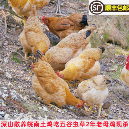 正宗皖南老土鸡深山吃虫草散养现杀2年老母鸡柴鸡跑山黄油草笨鸡