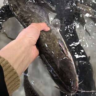 皖南山区水库淡水河鲜活野捕溪鲶鱼冷水大口鲶土鲶鱼活鱼现杀顺丰