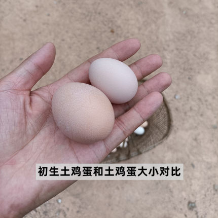 初生蛋聪明蛋正宗草鸡蛋土鸡 蛋新鲜农家纯散养笨鸡蛋宝宝孕妇蛋