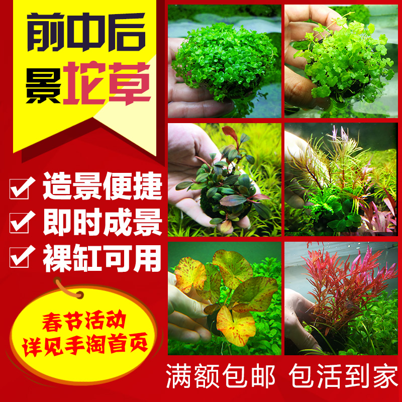 淡水鱼缸活体懒人造景装饰水草入缸成景前中后水草合集水下叶坨草