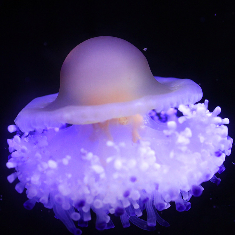 煎蛋水母活体美杜莎蛋黄水母 荷包蛋水母 地中海彩色可爱水母宠物