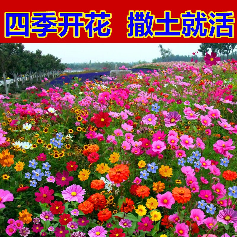 野花组合种子混合花卉种子花籽种籽室外庭院护坡边坡高速四季开花_虎窝淘