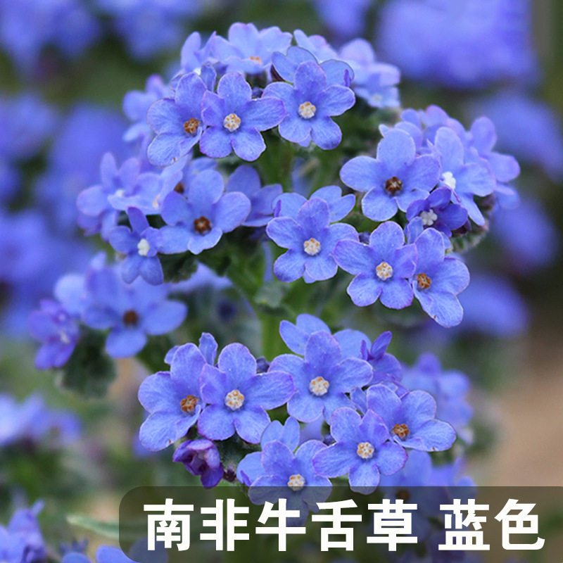 非洲夏季庭院阳台盆栽野花种子