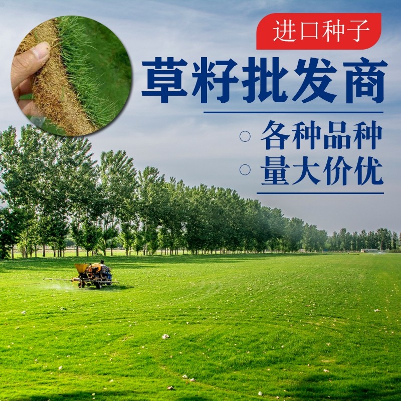 不修剪四季常青矮生草坪种子进口