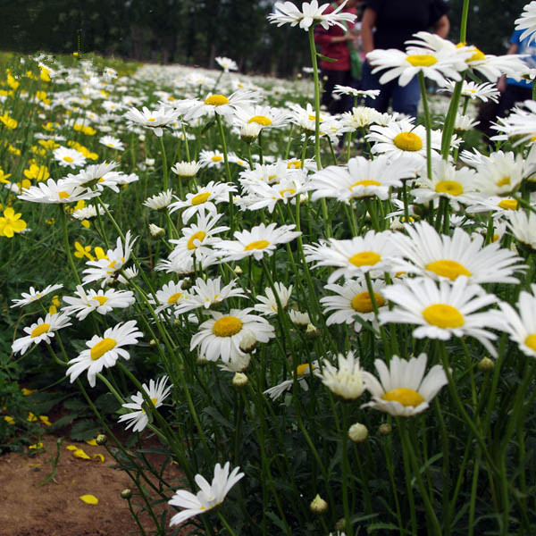 西洋滨菊大滨菊花种子花籽庭院室内阳台盆栽野花白色耐寒家庭园艺