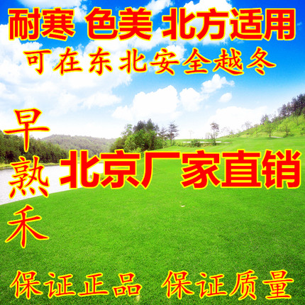 耐寒早熟禾矮生四季青草坪种子草籽草皮种籽地毯草庭院小区免修剪