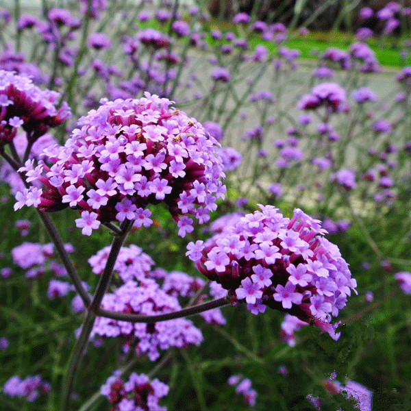 柳叶马鞭草种子花籽种籽庭院阳台盆栽花海紫色野花四季开花易种