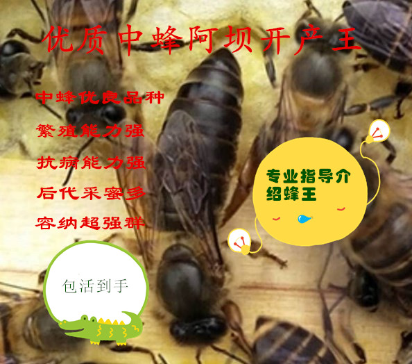 产卵王蜜蜂蜂王中蜂蜂王