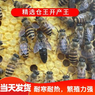 中蜂蜂王种王优质高产蜜蜂活体产卵王天柱杂交交尾阿坝双色处女王