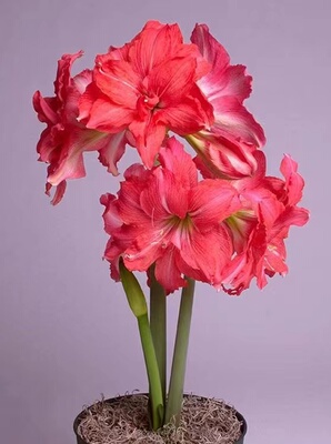 芭蕾舞女南非进口朱顶红