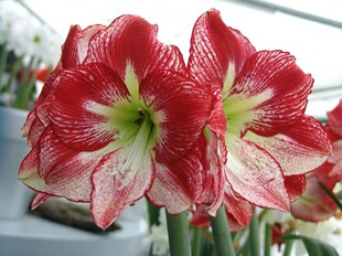 【弗拉门戈舞后~现货】荷兰进口朱顶红种球