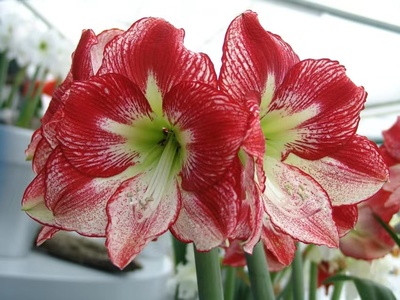 【弗拉门戈舞后~现货】荷兰进口朱顶红种球