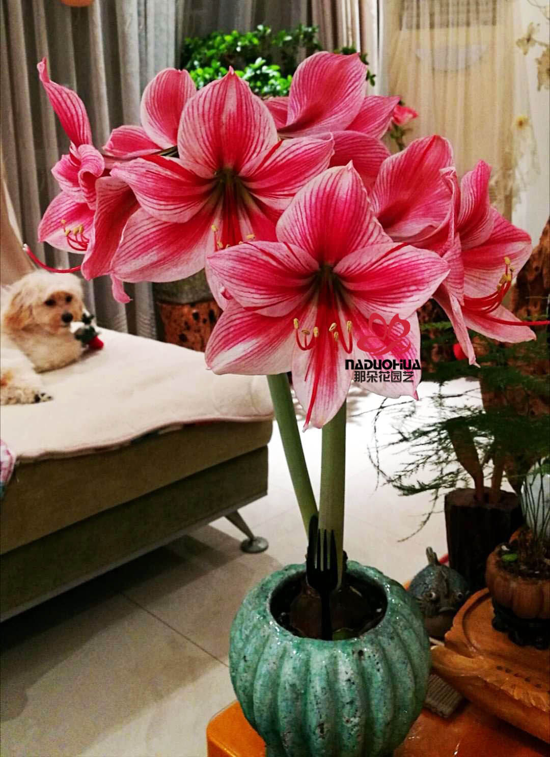 【花瓶~现货】荷兰进口朱顶红种球