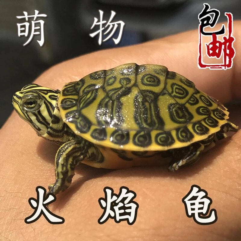 红腹甜甜圈外塘活体包邮火焰龟