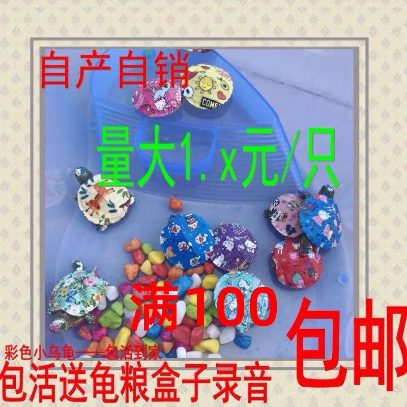 七彩小活体网红同款乌龟