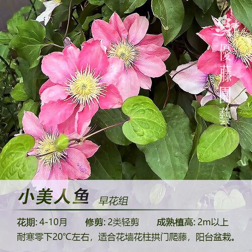 多季开花铁线莲优藤园艺早花组