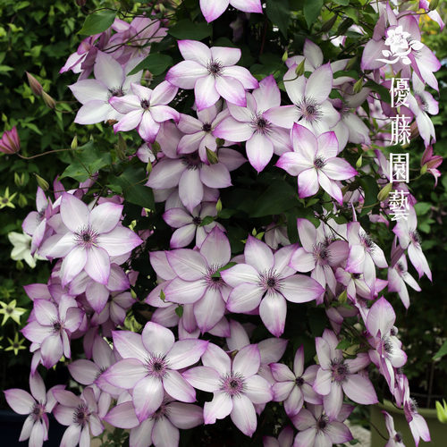 铁线莲优藤F组多季开花三类修剪