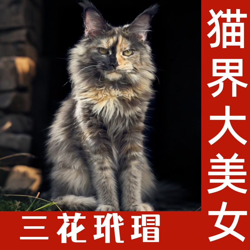 大型纯血长毛缅因猫幼崽活体