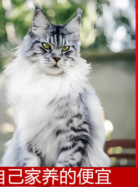 缅因猫长毛大型三花猫巨型银虎斑