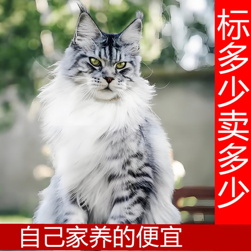 缅因猫长毛大型三花猫巨型银虎斑