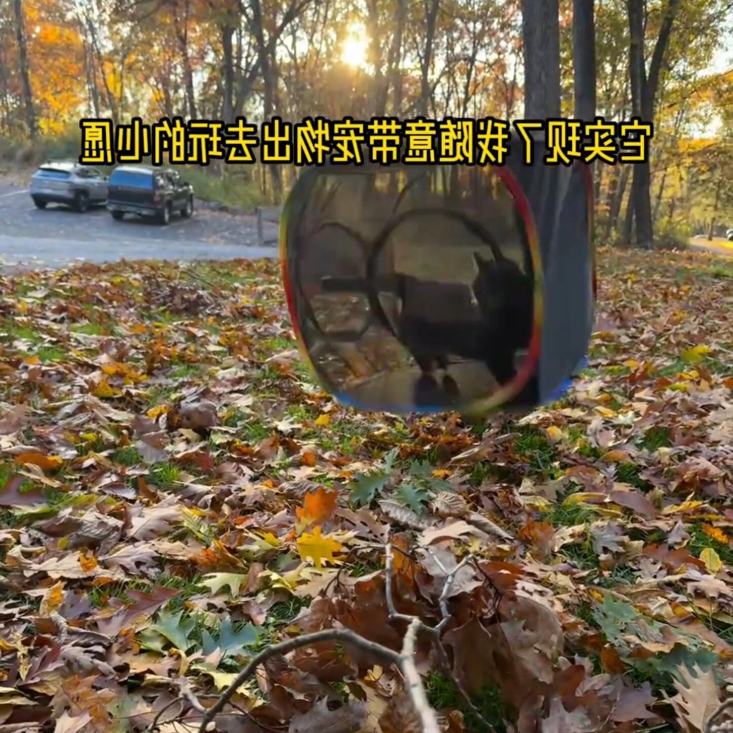 带猫出门神器可折叠透气网纱猫隧道外出大容量可携式猫包猫户外帐