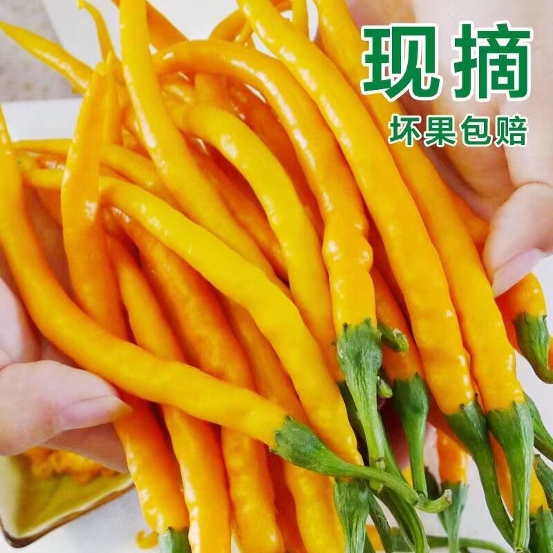 新鲜黄贡椒现摘现发黄线椒黄辣子特辣黄辣椒可腌可剁椒产地直供发