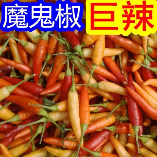 新鲜野山椒泡椒小米辣野山椒
