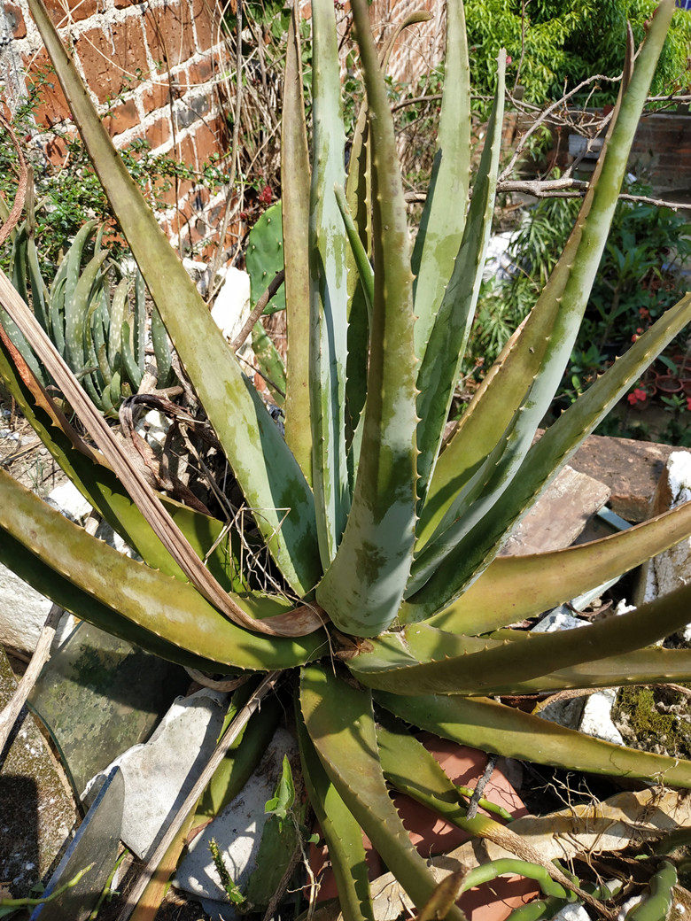 芦荟盆栽植物库拉索美容芦荟盆栽可美容祛痘绿植花芦荟苗