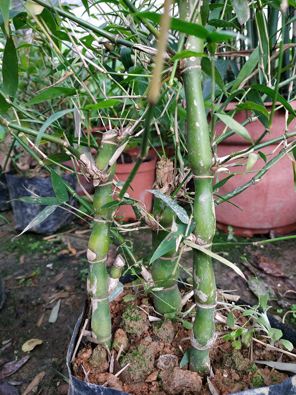 佛肚竹佛竹罗汉竹盆景葫芦竹子青竹室内庭院花卉盆栽植物上思
