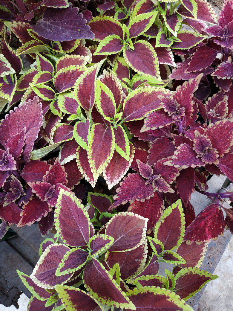 彩叶草 观叶植物 彩色盆栽 室外盆栽 五色草 五彩苏