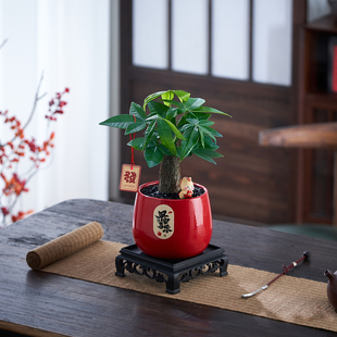 【马上发财】发财树年宵花办公室内客厅懒人好养绿植盆栽桌面摆件