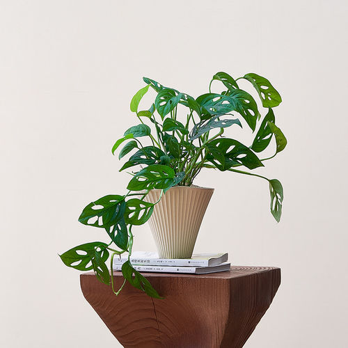 仙洞龟背竹米歇尔洞洞竹芋桌面植物盆栽净化空气室内绿植耐阴好养